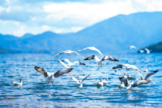 云南旅游,云南旅行社,云南團建公司,云南策劃公司,云南會議會展,麗江旅游,麗江旅行社,麗江團建公司,麗江策劃公司,麗江會議會展：瀘沽湖畔迎來了一群“白色精靈”！